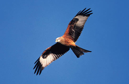 red kite in flight